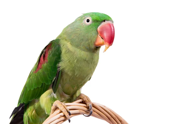 Большой зелёный кольчатый или Александрийский попугай — стоковое фото