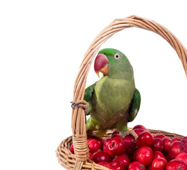 Grote groene geringde of alexandrine parrot — Stockfoto
