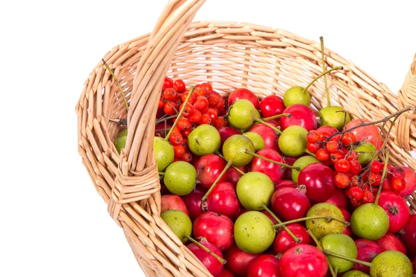 新鮮な小さな赤いリンゴは、赤いナナカマドと緑の梨と静物 — ストック写真