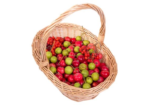 Νεκρή φύση-με φρέσκο μικρά κόκκινα μήλα, κόκκινο rowan και πράσινο αχλάδια — Φωτογραφία Αρχείου