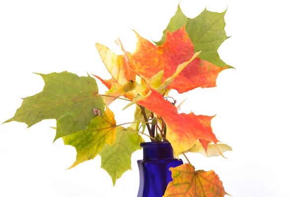 Bouquet of autumn leaves in bright colored vase — Stock Photo, Image