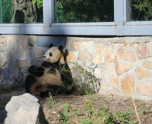 Giant panda z ogrodu zoologicznego w Pekinie, Chiny — Zdjęcie stockowe