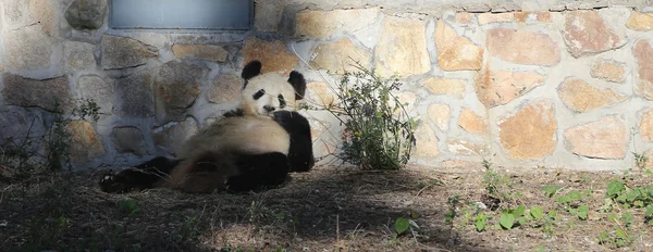 北京動物園、中国からパンダ — ストック写真