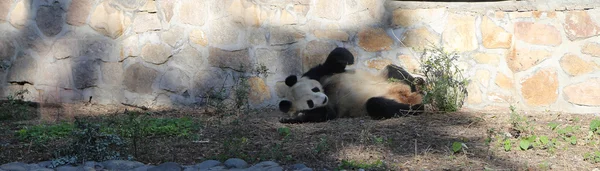 북경 동물원, 중국에서에서 자이언트 판다 — 스톡 사진
