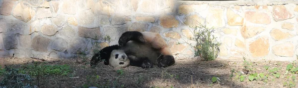 Panda gigante do Zoológico de Pequim, China — Fotografia de Stock