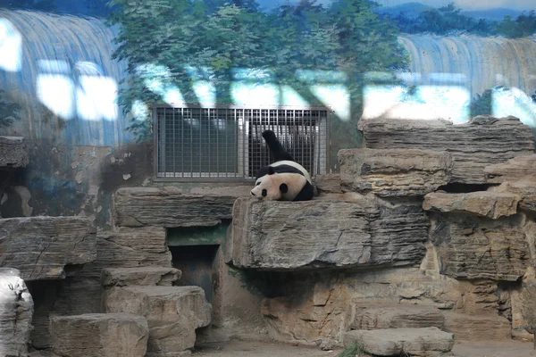 북경 동물원, 중국에서에서 자이언트 판다 — 스톡 사진