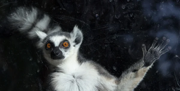 在动物园的环尾狐猴 (狐猴 catta) — 图库照片