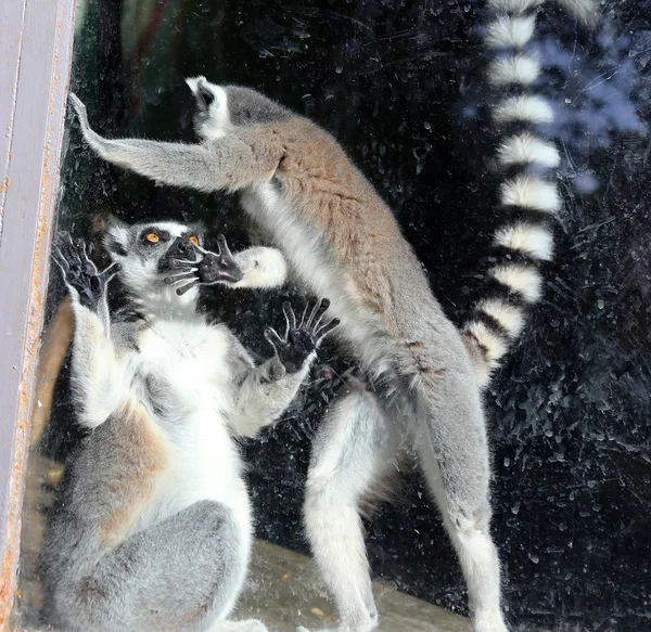 Hayvanat bahçesinde Ring-Tailed Maki (lemur catta) — стокове фото