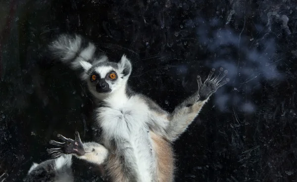 Hayvanat bahçesinde Ring-Tailed Maki (lemur catta) — 스톡 사진
