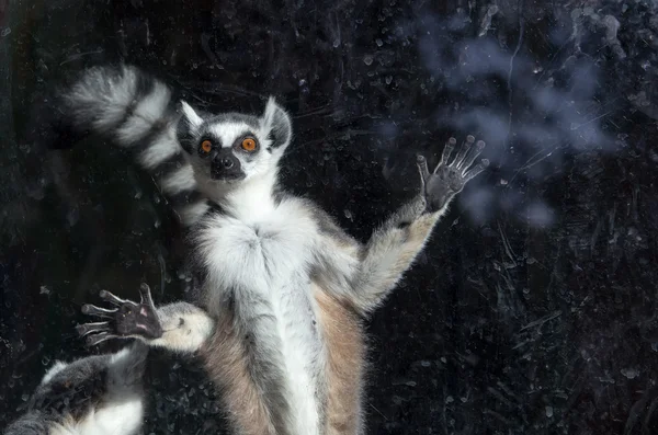 Hayvanat bahçesinde Ring-Tailed Maki (lemur catta) — стокове фото