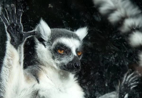 Ogoniasty lemur (lemur catta) w zoo — Zdjęcie stockowe