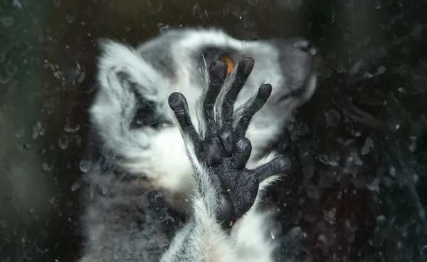 Lémure-de-cauda-anelada (Lemur Catta) no Zoológico — Fotografia de Stock