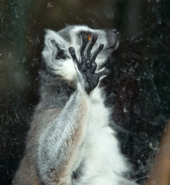 Hayvanat bahçesinde Ring-Tailed Maki (lemur catta) — стокове фото