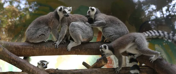 Lémurien à queue cerclée (Lemur Catta) au zoo — Photo