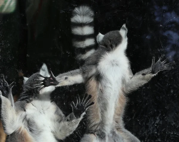 Ogoniasty lemur (lemur catta) za szkło ptaszarnia zoo — Zdjęcie stockowe