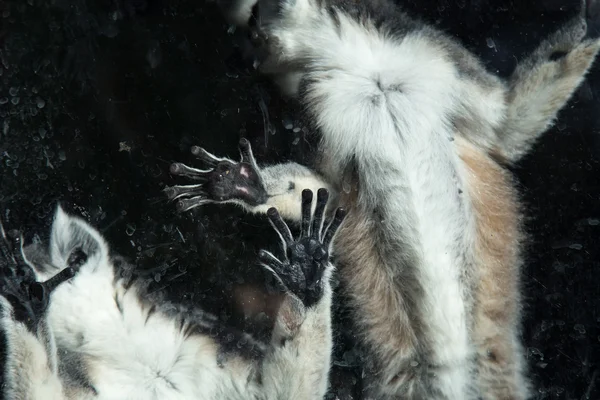 유리 사육 장 동물원 뒤에 고리 여우 원숭이 (여우 원숭이 catta) — 스톡 사진