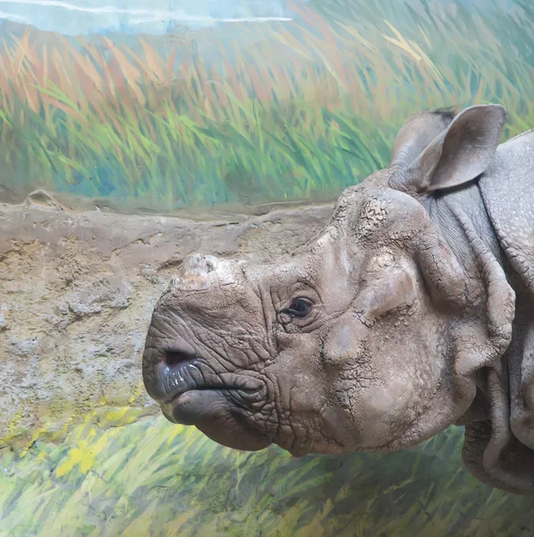 The white rhinoceros or square-lipped rhinoceros (Ceratotherium simum) is the largest and most numerous species of rhinoceros that exists — Stock Photo, Image