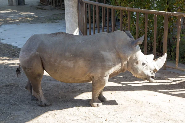 白いサイまたはスクエア唇サイ (ceratotherium シロ） は、最大かつ最も多種存在するサイの — ストック写真