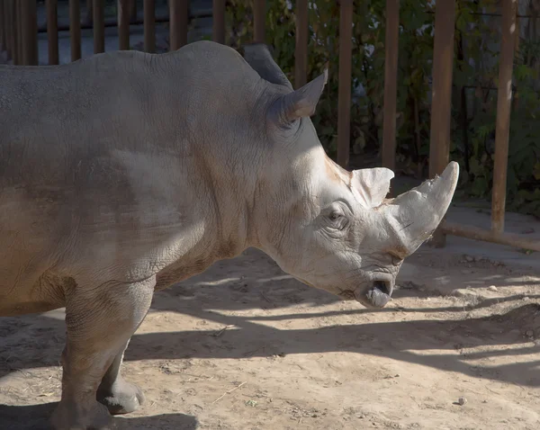 Nosorožec tuponosý nebo náměstí rty rhinoceros (ceratotherium simum) je největší a nejvíce mnoha druhů nosorožce, který existuje — Stock fotografie