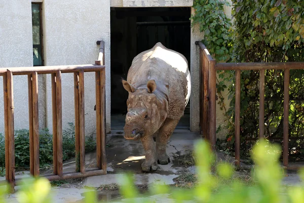 O rinoceronte-branco (Ceratotherium simum) é a maior e mais numerosa espécie de rinoceronte que existe. — Fotografia de Stock