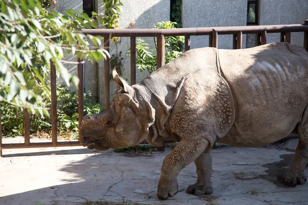 The white rhinoceros or square-lipped rhinoceros (Ceratotherium simum) is the largest and most numerous species of rhinoceros that exists — Stock Photo, Image