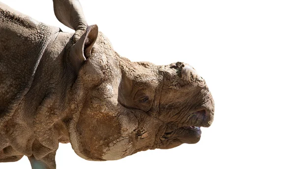 Den vita noshörningen eller square-lipped noshörning (ceratotherium simum) är den största och mest talrika arter av noshörning som finns — Stockfoto