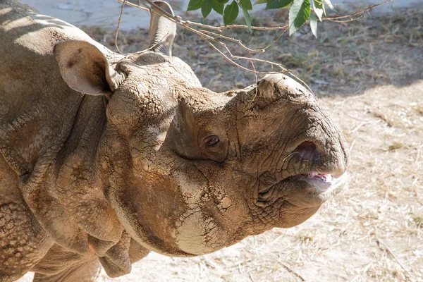 Белый носорог или квадратные губы носорога (Ceratotherium simum) является крупнейшим и самым многочисленным видом носорогов, который существует — стоковое фото