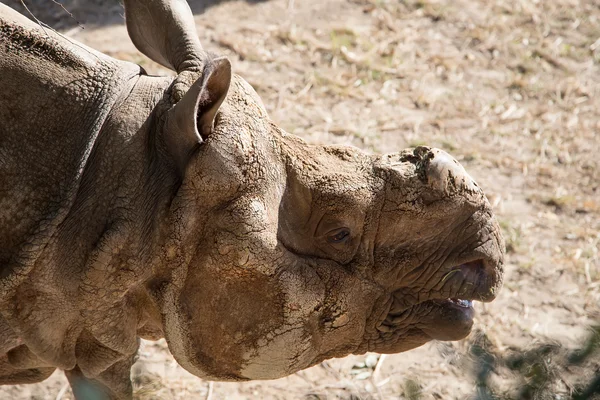 Белый носорог или квадратные губы носорога (Ceratotherium simum) является крупнейшим и самым многочисленным видом носорогов, который существует — стоковое фото