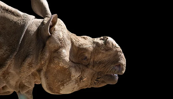 Den vita noshörningen eller square-lipped noshörning (ceratotherium simum) är den största och mest talrika arter av noshörning som finns — Stockfoto