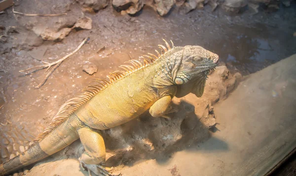 Large green iguana — Stock Photo, Image