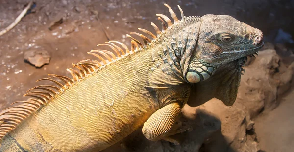 Large green iguana — Stock Photo, Image