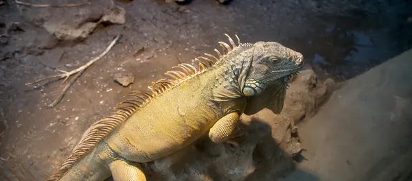 Büyük yeşil iguana — Stok fotoğraf