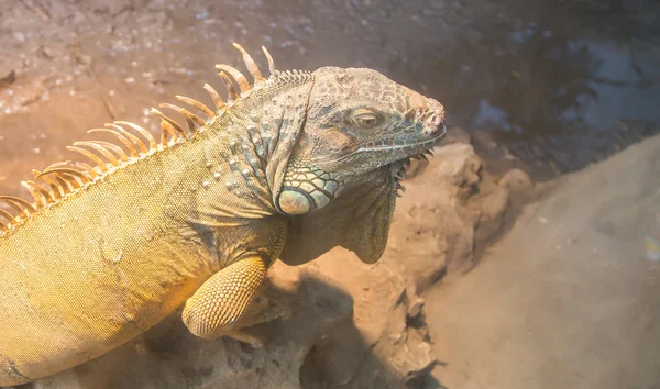 Büyük yeşil iguana — Stok fotoğraf