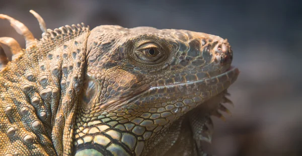 Large green iguana — Stock Photo, Image