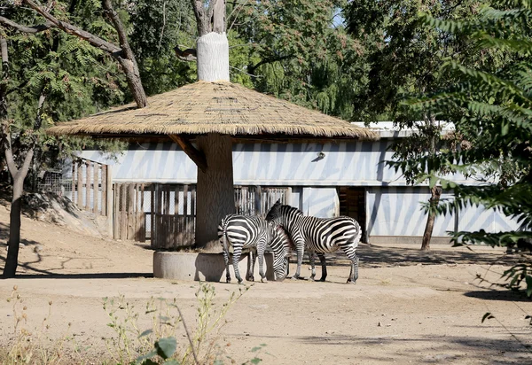 Zebra — Stockfoto