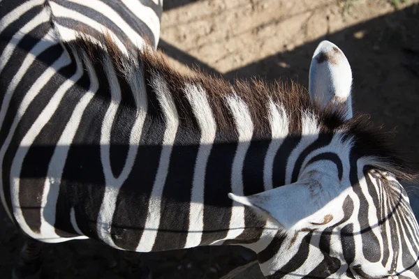 Zebra. — Fotografia de Stock