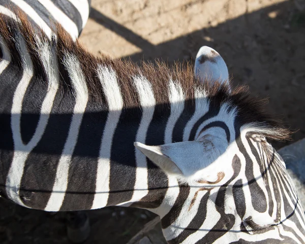 Zebra — Stockfoto