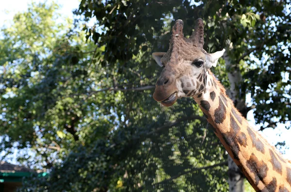 Giraffe — Stockfoto