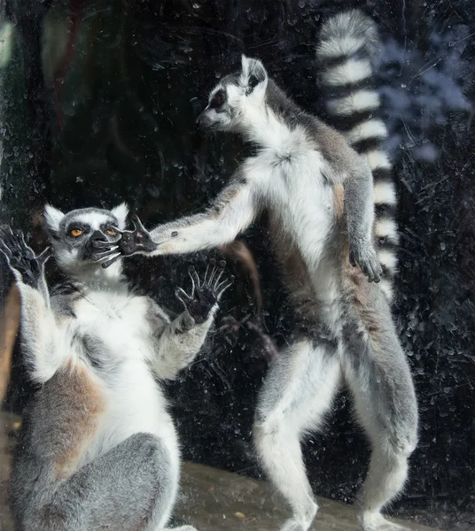 Ringsvansad lemur (Lemur catta)) — Stockfoto