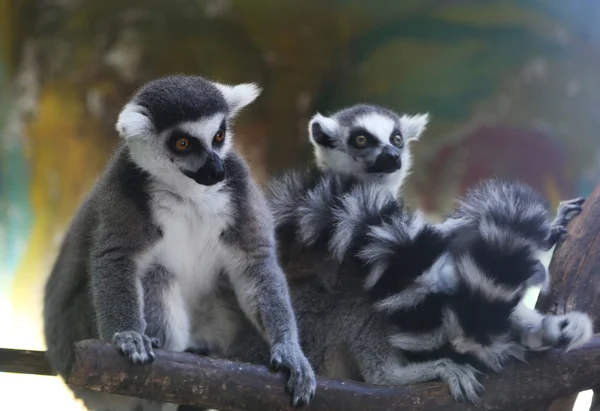 Lemur pruhovaný (Lemur catta) — Stock fotografie
