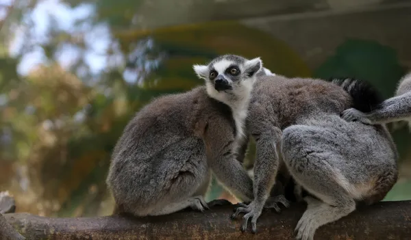 링 꼬리 여우원숭이 (Lemur catta)) — 스톡 사진