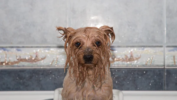 Yorkshire terrier — Stockfoto