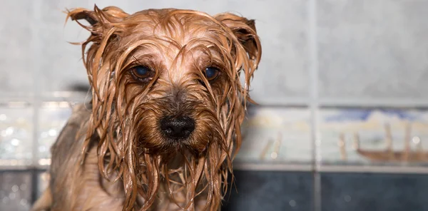 Yorkshire terrier — Stockfoto