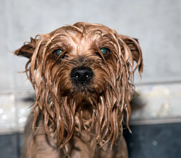 Yorkshire terrier — Foto de Stock