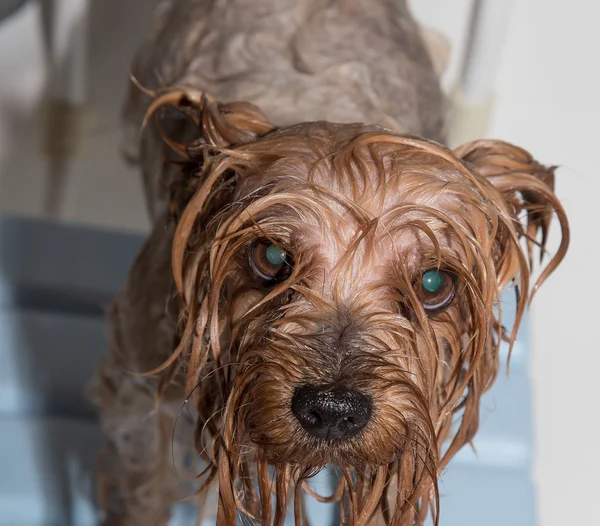 Yorkshire terrier — Foto de Stock