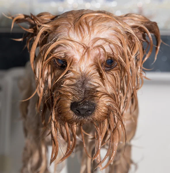 Yorkshire terrier — Foto de Stock