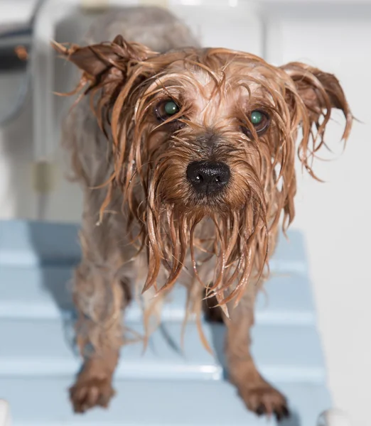 Yorkshire terrier — Foto de Stock