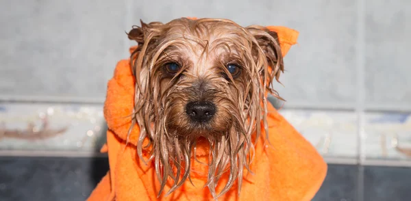 Yorkshire terrier — Foto de Stock