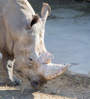 Beyaz gergedan veya kare dudaklı gergedan (ceratotherium simum) en büyük ve gergedan varolan çoğu çok sayıda tür olduğunu
