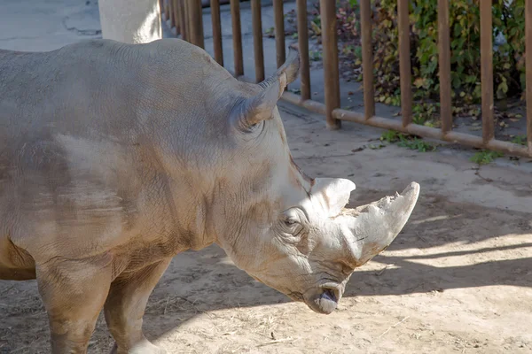 Белый носорог или квадратные губы носорога (Ceratotherium simum) является крупнейшим и самым многочисленным видом носорогов, который существует — стоковое фото